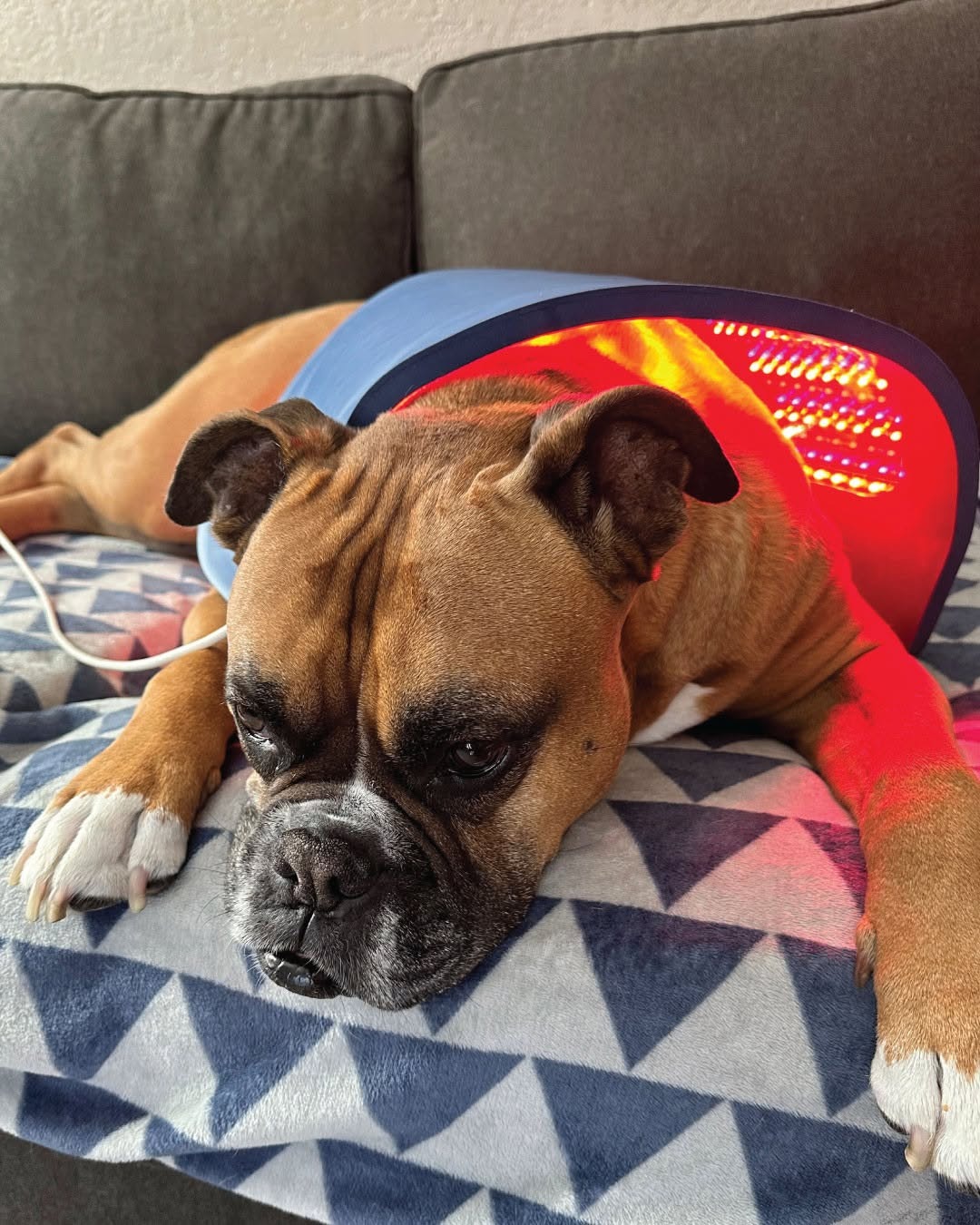Celluma LED light therapy on a boxer dog