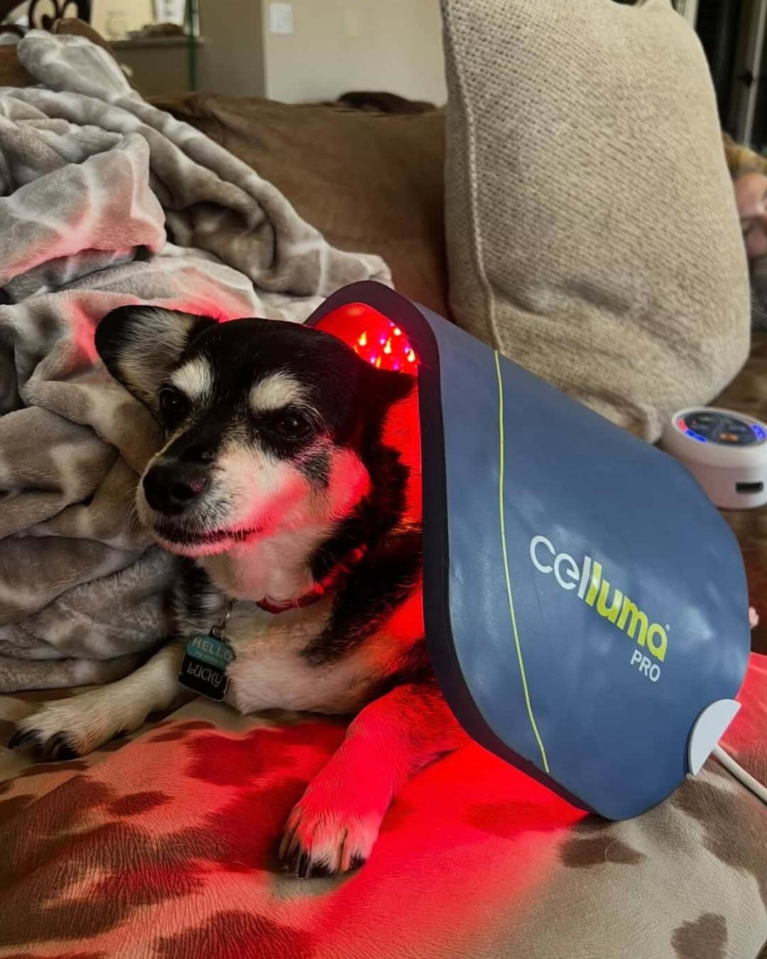 Celluma PRO LED light therapy on a dog