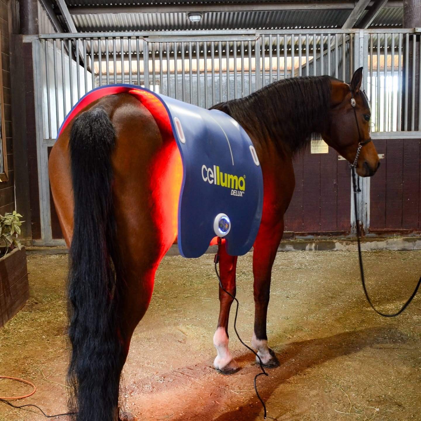 Celluma DELUX LED light therapy on a horse