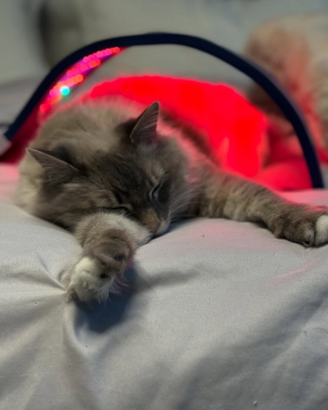 Celluma LED light therapy on a cat